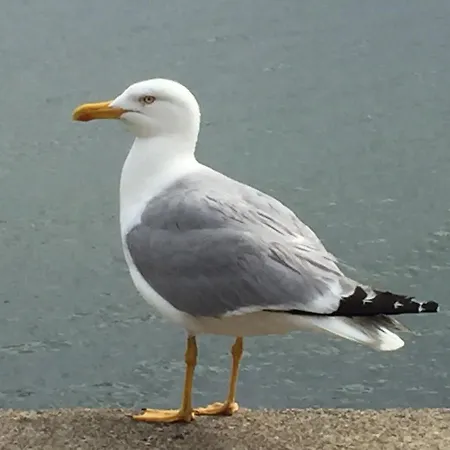 アパート W Kamienicy *