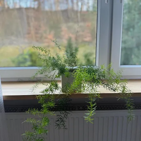 Apartamento W Kamienicy