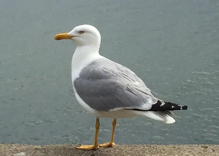 דירה W Kamienicy *