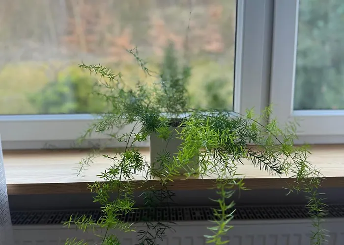 דירה W Kamienicy